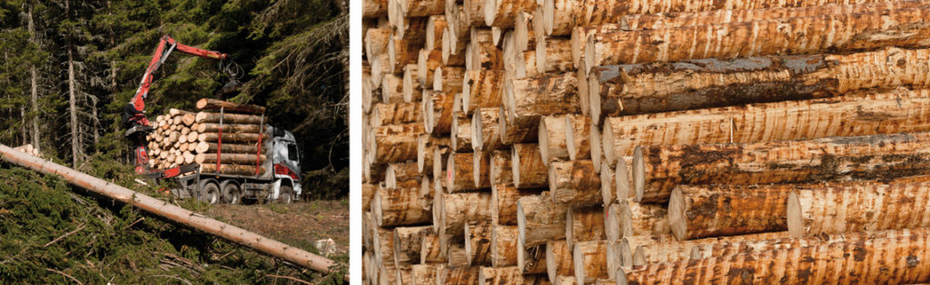 Holz Abtransport und Rundholzlager